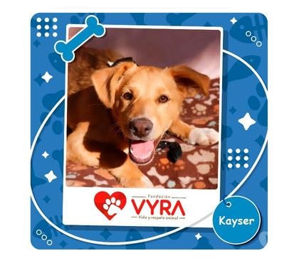 Adopción ed Animales La Reina Santiago - Fotos de Kayser busca un hogar