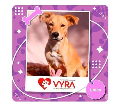 Mascotas Adopción La Reina Santiago - Fotos de Laika busca un hogar