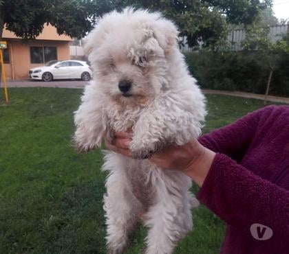 Venta de Mascotas La Pintana Santiago - Fotos de poodle hembra preciosa