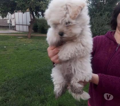 Venta de Mascotas La Pintana Santiago - Fotos de poodle hembrita preciosa