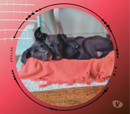 Adopción ed Animales Providencia Santiago - Fotos de Divinos cachorros 3 meses Podenco Andaluz