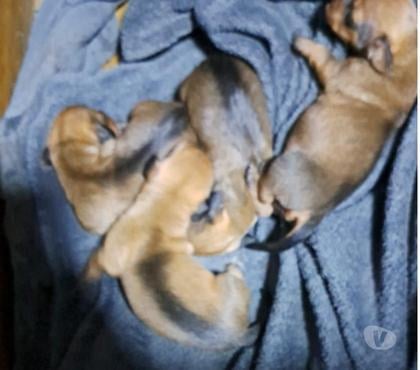 Venta de Mascotas Santiago Santiago - Fotos de Ventas de cachorro salchicha