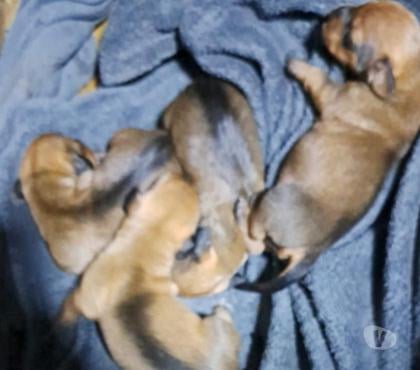 Mascotas en Venta Santiago Santiago - Fotos de Cachorros salchichas