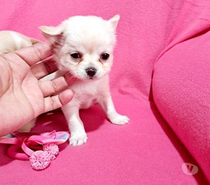 Venta de Mascotas Santiago Santiago - Fotos de Chihuahua Hembra pelo largo mini mini