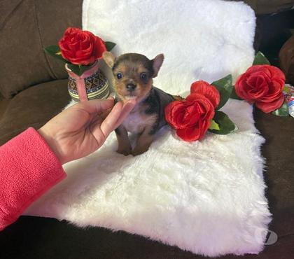 Venta de Mascotas El Bosque Santiago - Fotos de Hermosa chihuahua merle
