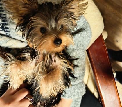 Mascotas en Venta Frutillar Llanquihue - Fotos de Pequeño niño Yorkshire