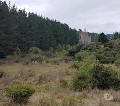 Terrenos en Venta Laja Bío-Bío - Fotos de Vendo Parcela Laja excelente vista