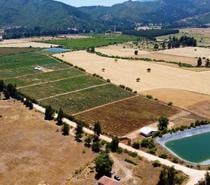 Huerto de Arándanos en Pumanque, Región de O'Higgins