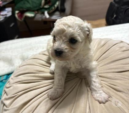 Gatos en Venta Puente Alto Cordillera - Fotos de Hermosos poodle toy