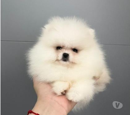 Gatos en Venta Puerto Montt Llanquihue - Fotos de Cachorros Pomerania Inscritos en Puerto Montt