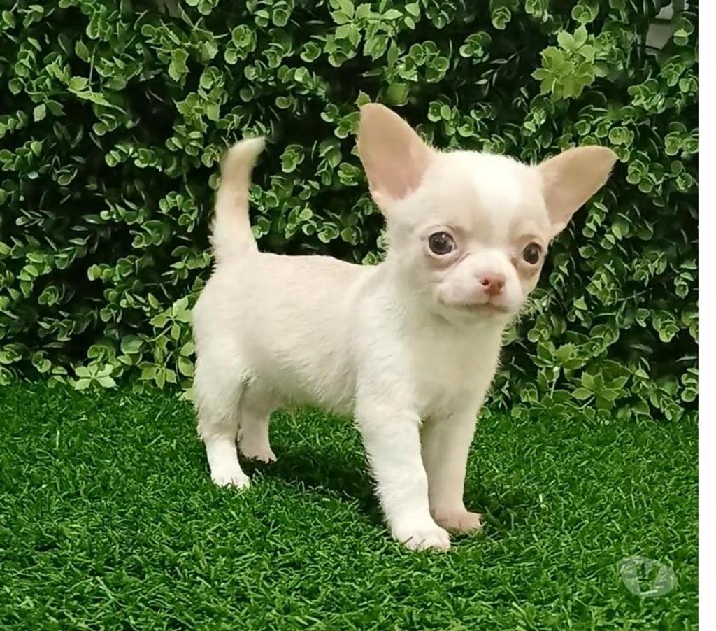 Gatos en Venta Valparaíso Viña del Mar - Fotos de Machos chihuahuas