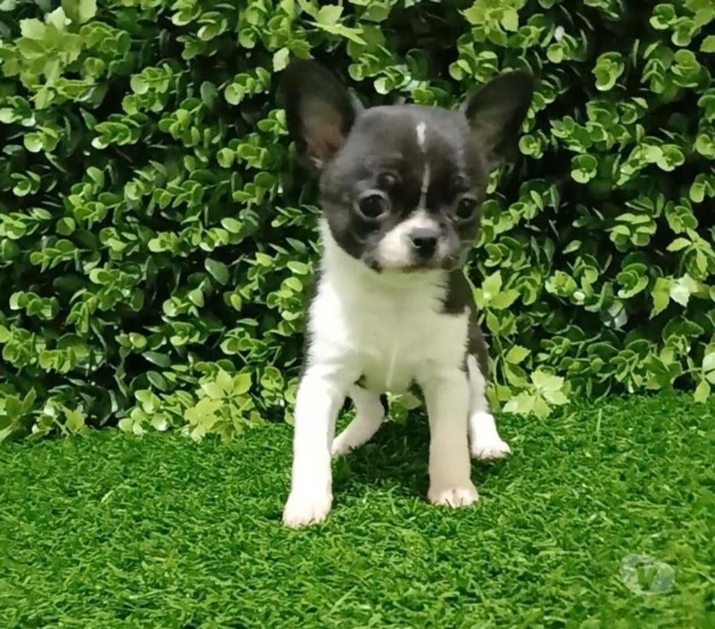Gatos en Venta Valparaíso Viña del Mar - Fotos de Machos chihuahuas
