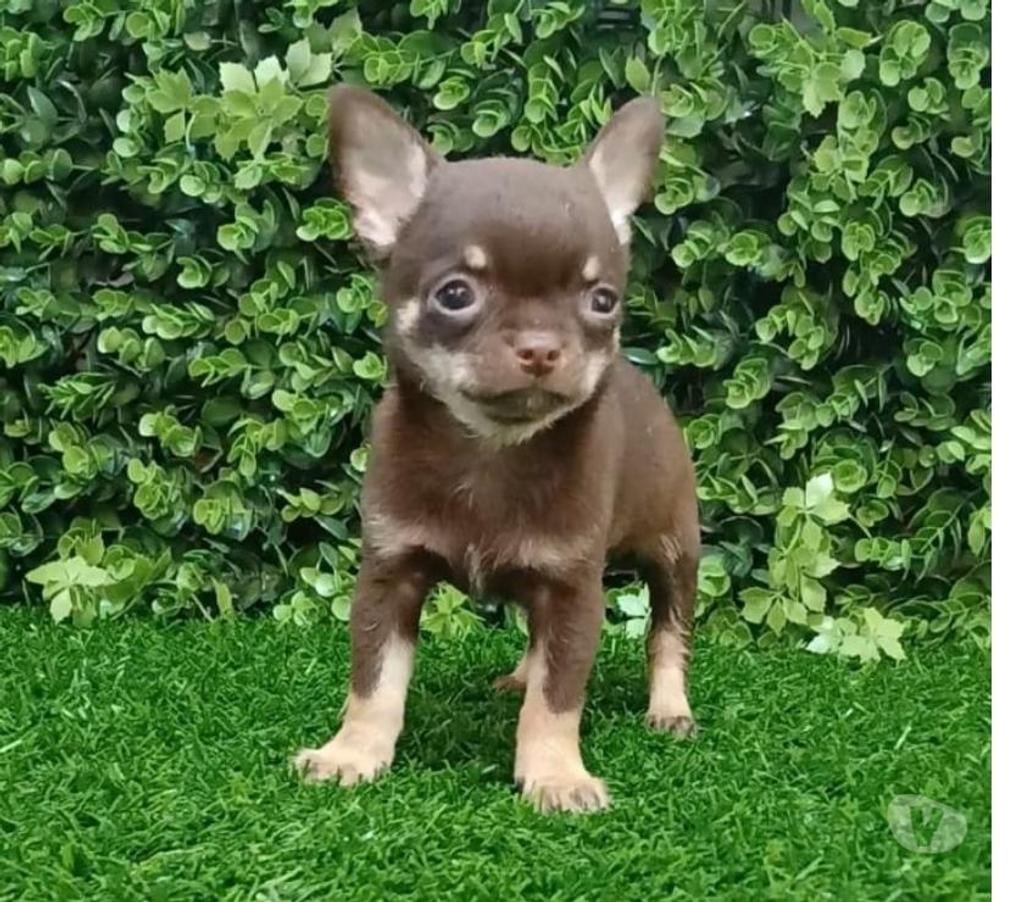 Gatos en Venta Valparaíso Viña del Mar - Fotos de Machos chihuahuas