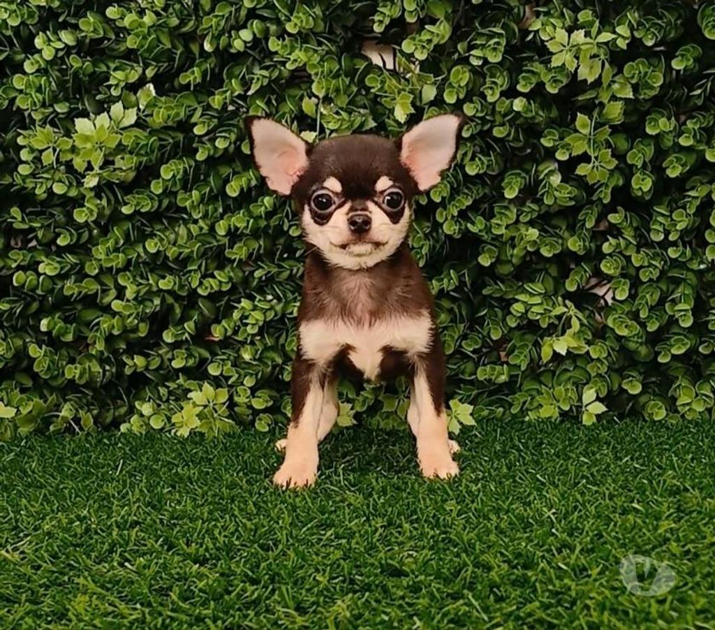 Gatos en Venta Valparaíso Viña del Mar - Fotos de Machos chihuahuas