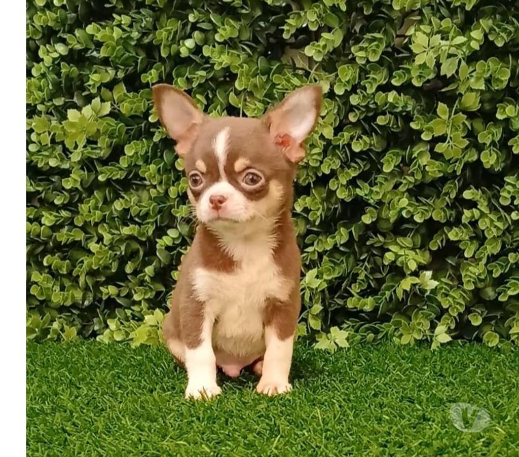 Gatos en Venta Valparaíso Viña del Mar - Fotos de Machos chihuahuas