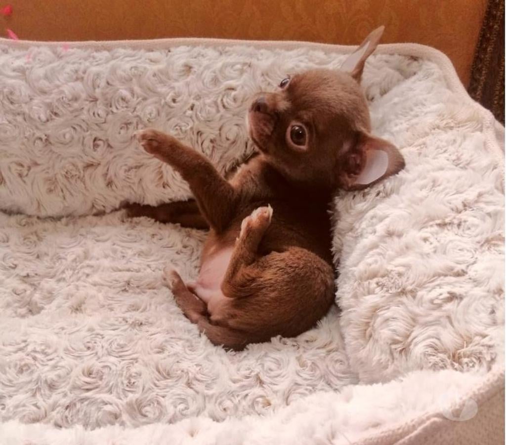 Gatos en Venta Valparaíso Viña del Mar - Fotos de Machos chihuahuas