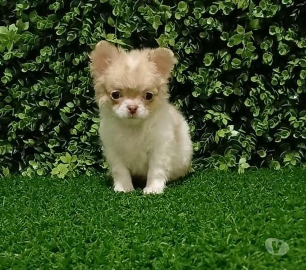 Gatos en Venta Valparaíso Viña del Mar - Fotos de Machos chihuahuas