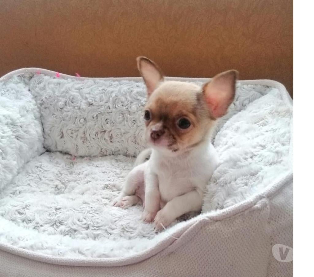 Gatos en Venta Valparaíso Viña del Mar - Fotos de Machos chihuahuas