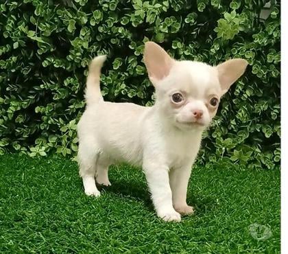 Mascotas en Chile Viña del Mar Valparaíso - Fotos de Machos chihuahuas