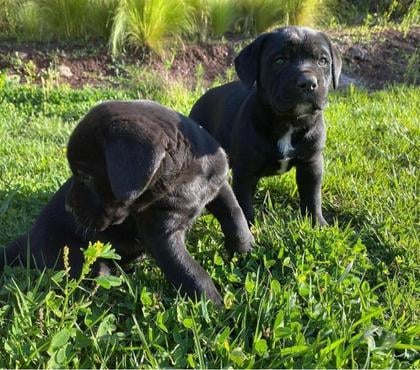 Perros en Venta Las Condes Santiago - Fotos de Hermosos Cachorros Cane Corsos de 2 meses