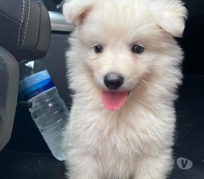 Mascotas en Chile Las Condes Santiago - Fotos de Hermosos Cachorros Pastor Australiano