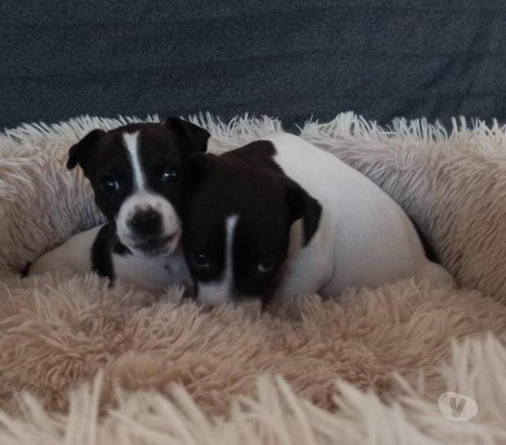 Gatos en Venta Santiago Las Condes - Fotos de Hermosos Cachorros Fox Terrier de Dos Meses
