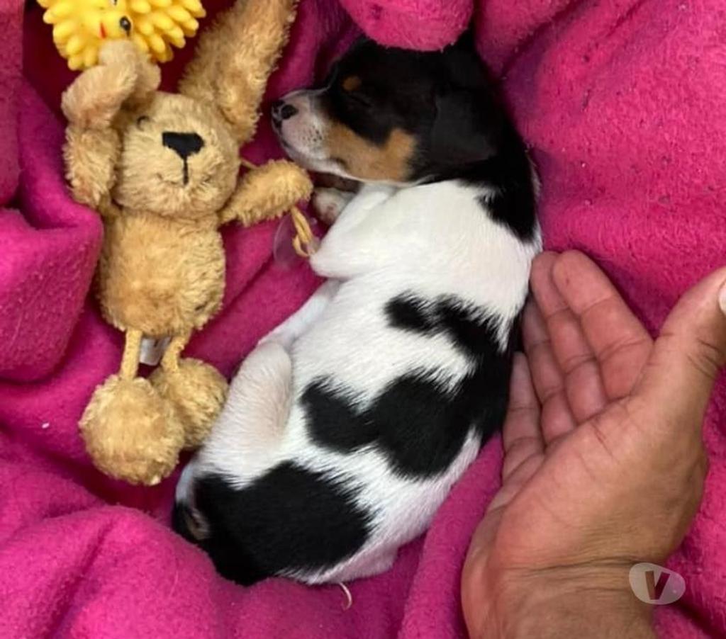 Gatos en Venta Santiago Las Condes - Fotos de Hermosos Cachorros Fox Terrier de Dos Meses