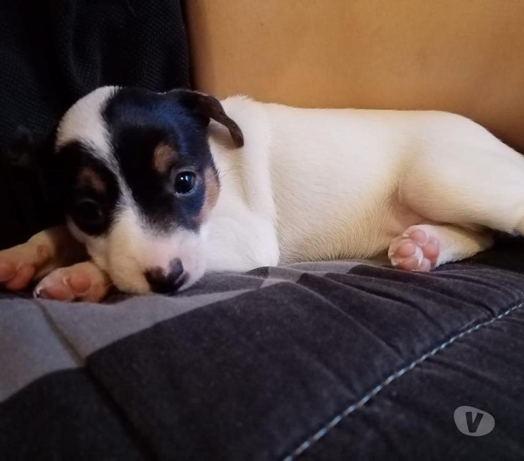 Gatos en Venta Santiago Las Condes - Fotos de Hermosos Cachorros Fox Terrier de Dos Meses