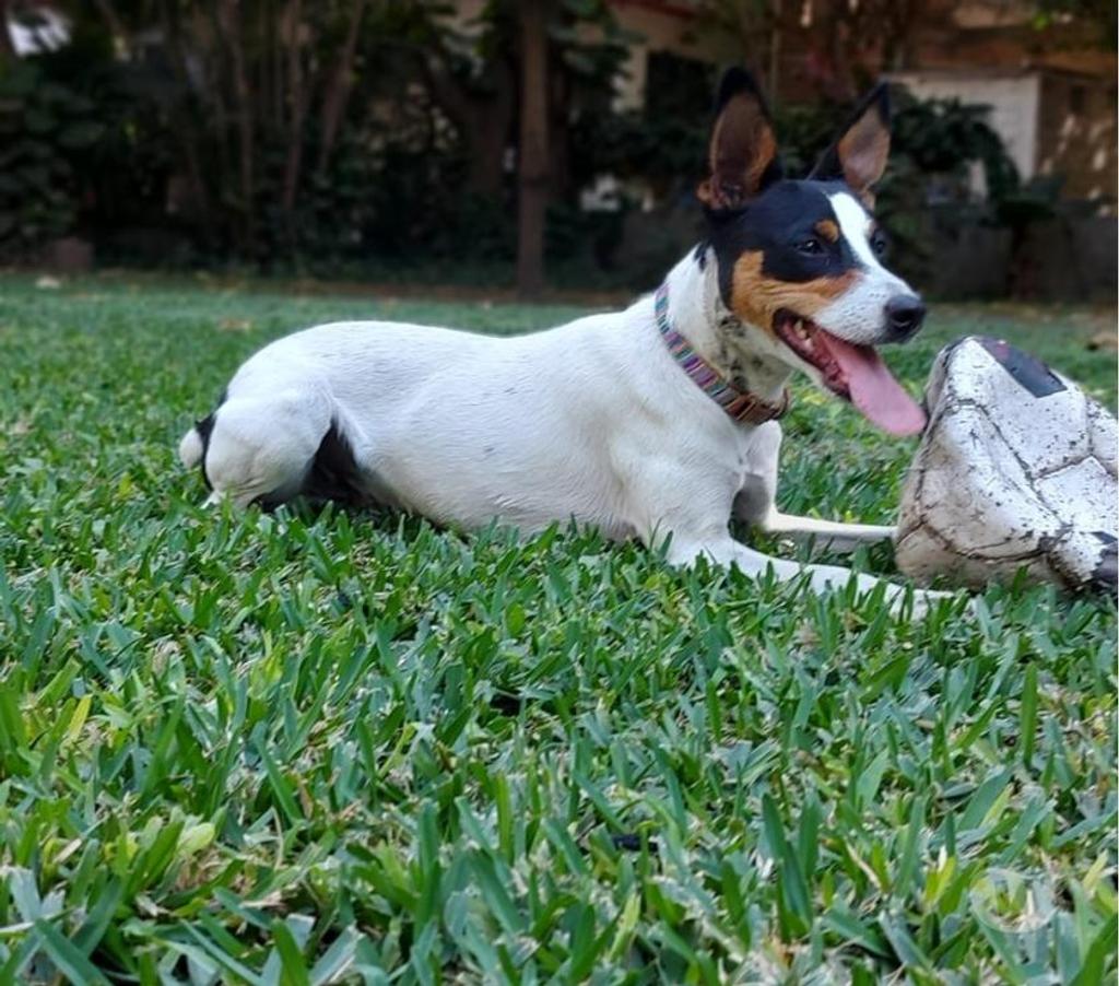 Gatos en Venta Santiago Las Condes - Fotos de Hermosos Cachorros Fox Terrier de Dos Meses