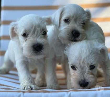 Gatos en Venta Las Condes Santiago - Fotos de Schnauzer Miniatura