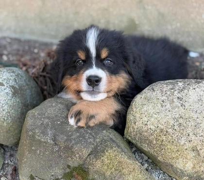 Gatos en Venta Las Condes Santiago - Fotos de Soñados Cachorros Boyero de Berna