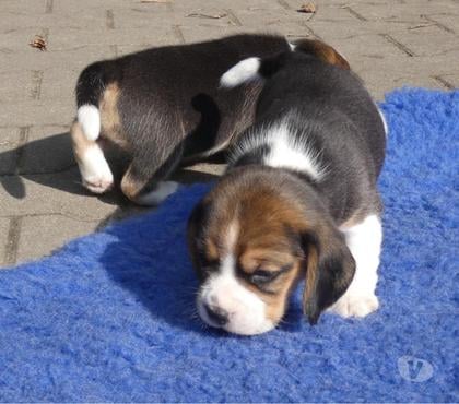 Perros en Venta Las Condes Santiago - Fotos de Preciosos Cachorros Beagle