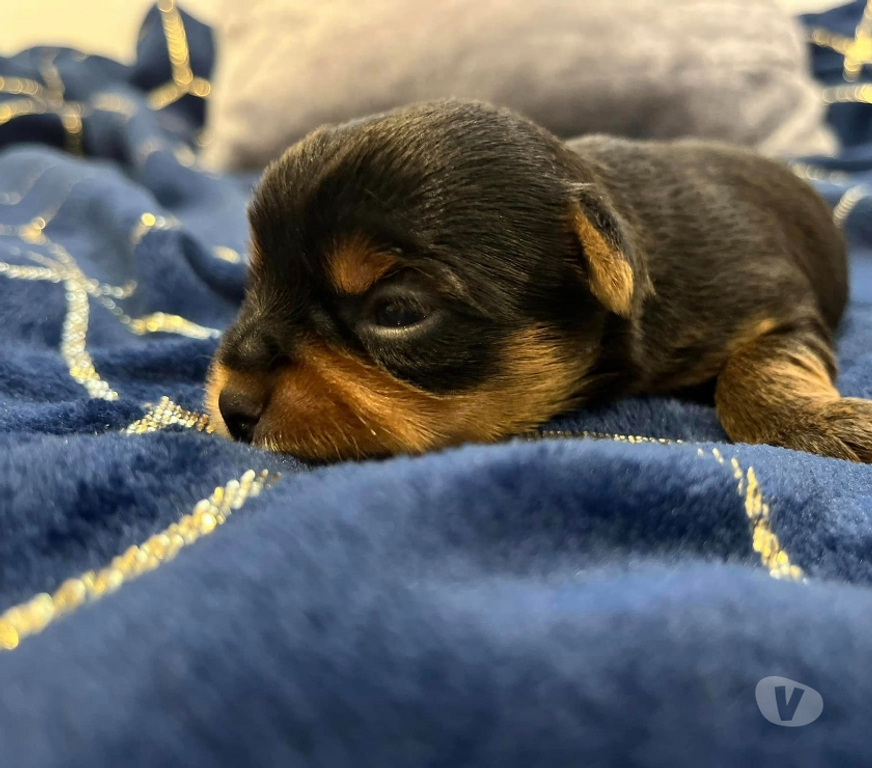 Gatos en Venta Santiago Las Condes - Fotos de Hermosos Cachorros Yorkshire de Dos Meses