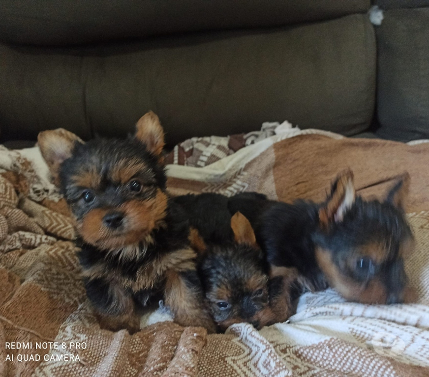 Gatos en Venta Santiago Las Condes - Fotos de Hermosos Cachorros Yorkshire de Dos Meses