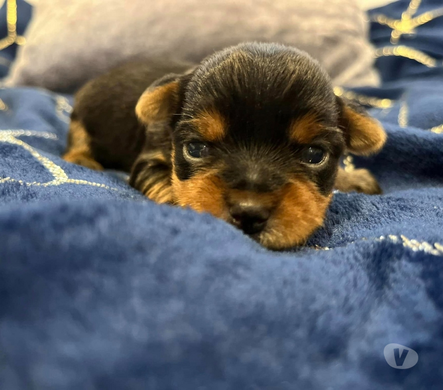 Gatos en Venta Santiago Las Condes - Fotos de Hermosos Cachorros Yorkshire de Dos Meses