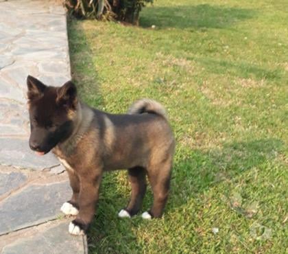Mascotas en Venta Las Condes Santiago - Fotos de Soñados Cachorros Akita Americano