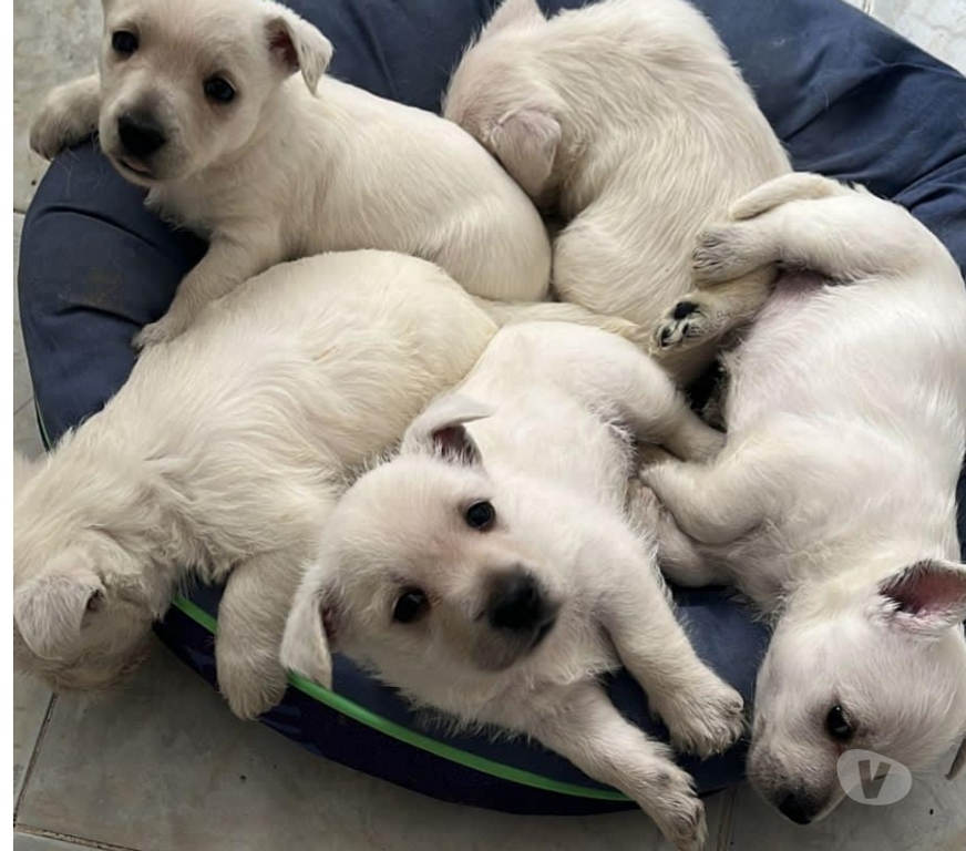 Gatos en Venta Santiago Las Condes - Fotos de Hermosos Cachorros West Highland Terrier