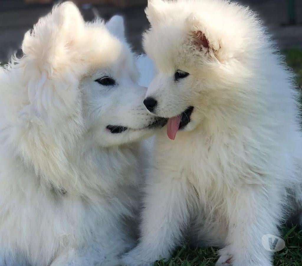 Gatos en Venta Santiago Las Condes - Fotos de Soñados Cachorros Samoyedo