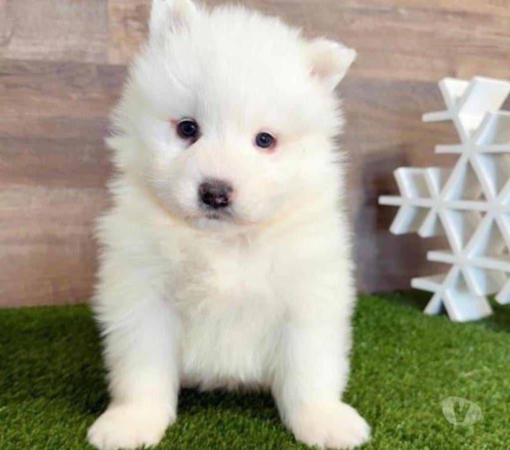 Gatos en Venta Santiago Las Condes - Fotos de Soñados Cachorros Samoyedo