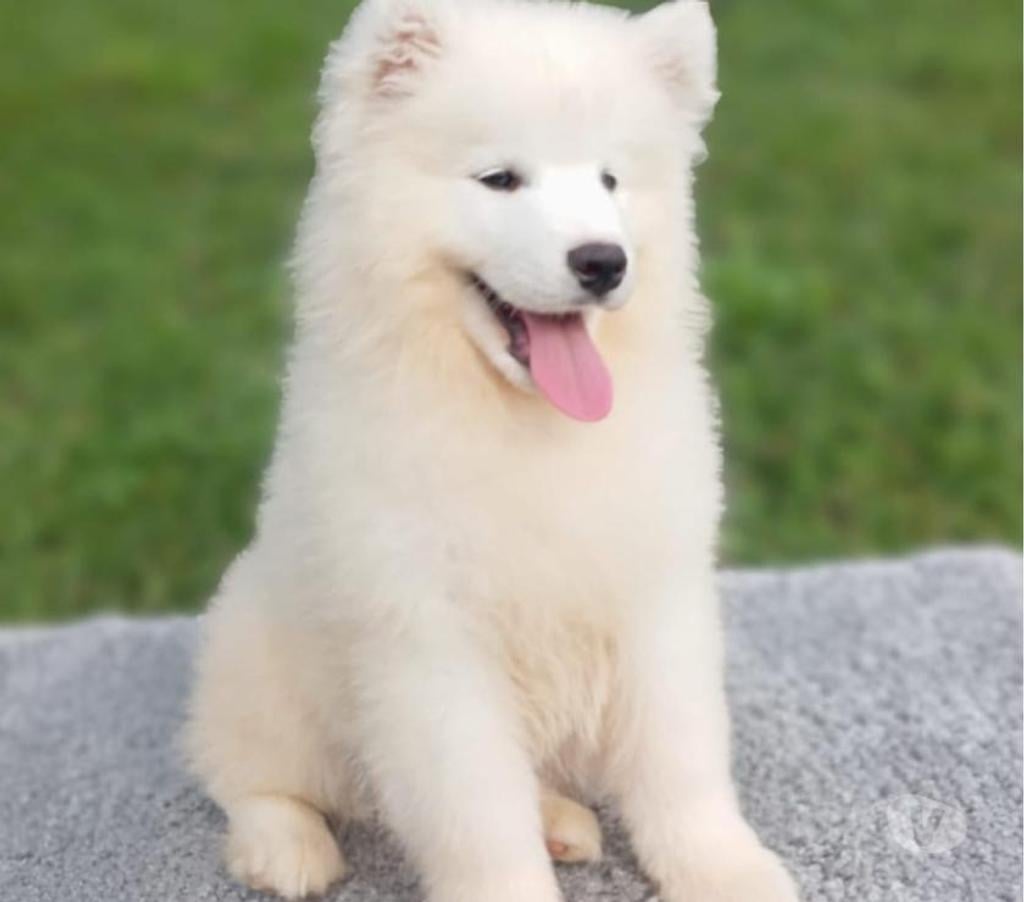 Gatos en Venta Santiago Las Condes - Fotos de Soñados Cachorros Samoyedo