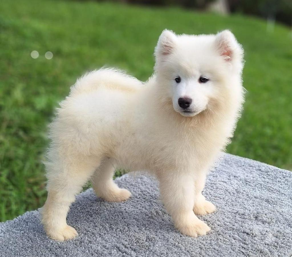 Gatos en Venta Santiago Las Condes - Fotos de Soñados Cachorros Samoyedo
