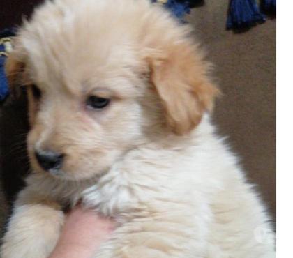 Venta de Mascotas La Pintana Santiago - Fotos de Macho y hembra goldel