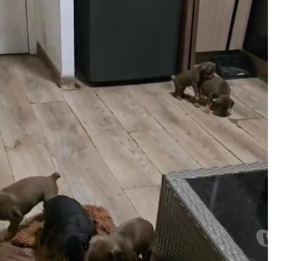 Mascotas en Venta Osorno Osorno - Fotos de Cachorros doberman