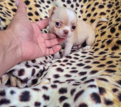 Venta de Mascotas Maipú Santiago - Fotos de Chihuahua macho minis cabeza de manzana
