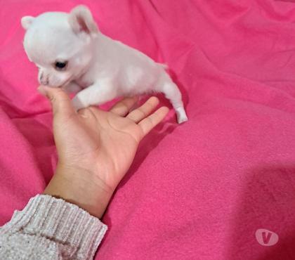 Mascotas en Venta Buin Maipo - Fotos de Chihuahua macho cabeza de manzana Miniatura
