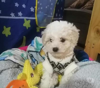 Venta de Mascotas Concepción Concepción - Fotos de Poodle toy hembra y macho