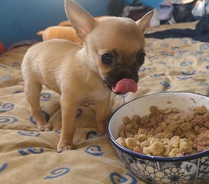 Venta de Mascotas Concepción Concepción - Fotos de Chiguagua macho en Concepción 2 meses
