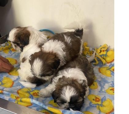 Mascotas en Venta Cerrillos Santiago - Fotos de Lindos cachorritos shih zut