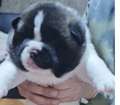 Mascotas en Chile Puerto Montt Llanquihue - Fotos de Hermosos cachorros Akita Americano