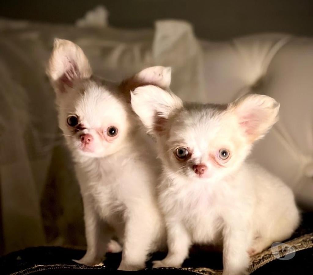 Gatos en Venta Santiago Santiago - Fotos de Espectaculares Chihuahuas pequeños